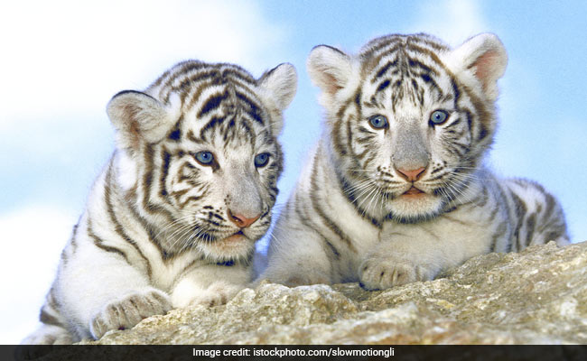 White Tigress Gives Birth To 3 Cubs In Maharashtra Zoo