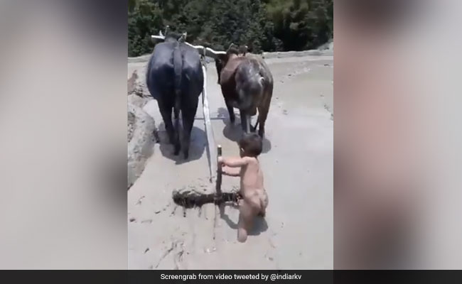 खेतों में हल जोत रहा था यह नन्हा बालक, Video शेयर कर बॉलीवुड राइटर बोले- किसानों को कैसे थका पाओगे रे...