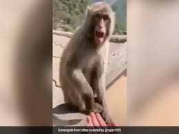 बंदर के सामने शख्स ने बनाई मुट्ठी, अंदर कुछ नहीं मिला तो गुस्से में जानवर ने किया कुछ ऐसा - देखें Video बंदर के सामने शख्स ने बनाई मुट्ठी, अंदर कुछ नहीं मिला तो गुस्से में जानवर ने किया कुछ ऐसा - देखें Video