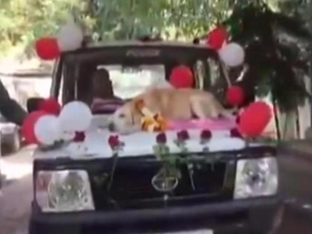 Warm Farewell For Sniffer Dog In Nashik After 11 Years Of Service. Watch