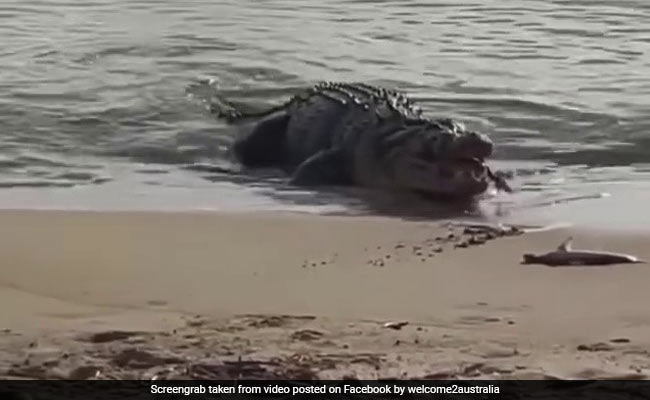 किनारे पर बैठी Shark को निगल गया मगरमच्छ, अचानक पानी से निकला और ऐसे बनाया शिकार - देखें Video