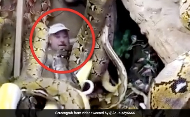 शख्स के ऊपर अचानक गिरे खतरनाक सांप, पास देख निकल पड़ी चीखें... 3 लाख से ज्यादा बार देखा गया Video