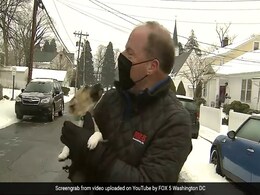 Live Reporting कर रहा था रिपोर्टर, तभी कैमरे के सामने आ गया कुत्ते का बच्चा, फिर हुआ कुछ ऐसा - देखें Video Live Reporting कर रहा था रिपोर्टर, तभी कैमरे के सामने आ गया कुत्ते का बच्चा, फिर हुआ कुछ ऐसा - देखें Video