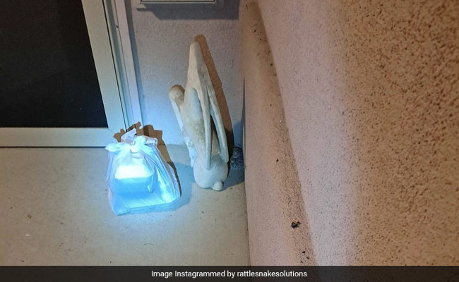 Snake Or Snack? Woman Finds Snake Next To Her Food Delivery Package