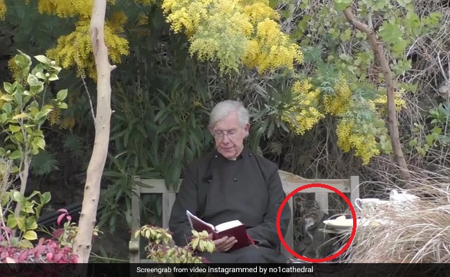 सुबह की प्रर्थना कर रहे थे फादर, बिल्ली चुपचाप खा गई बगल में रखा सारा Pancake - देखें मजेदार Video