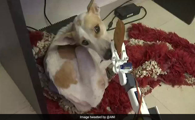 Lucknow Man Builds Robot To Take Care Of Blind And Deaf Dog