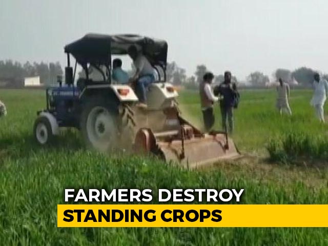 Rakesh Tikait Clarifies As "Burn Crop" Warning Taken Literally In Haryana