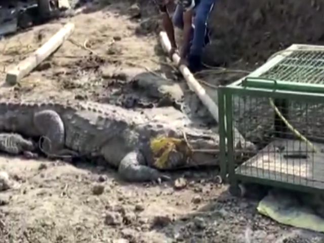 11-Foot Crocodile Rescued From Vadodara Construction Site. Watch