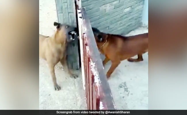 बंद दरवाज़े से एक-दूसरे को देखकर गुर्रा रहे थे कुत्ते, दरवाज़ा खुला तो हुआ कुछ ऐसा - देखें Video