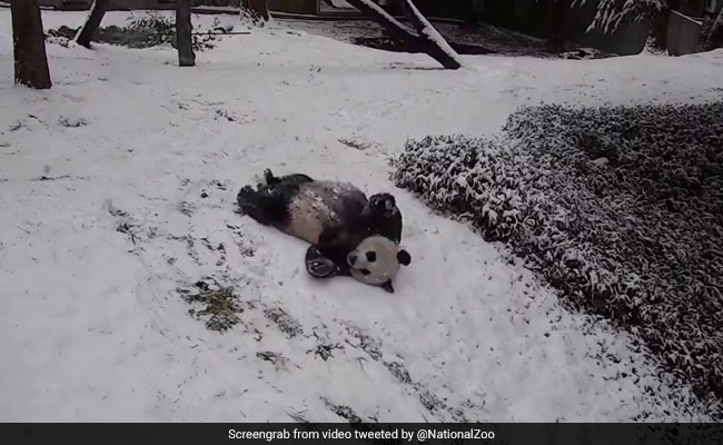 Viral: This Video Of Pandas Playing In Snow Is Pure Joy