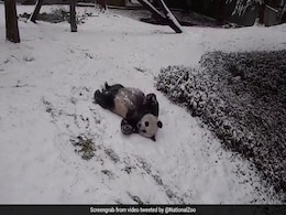 Viral: This Video Of Pandas Playing In Snow Is Pure Joy Viral: This Video Of Pandas Playing In Snow Is Pure Joy