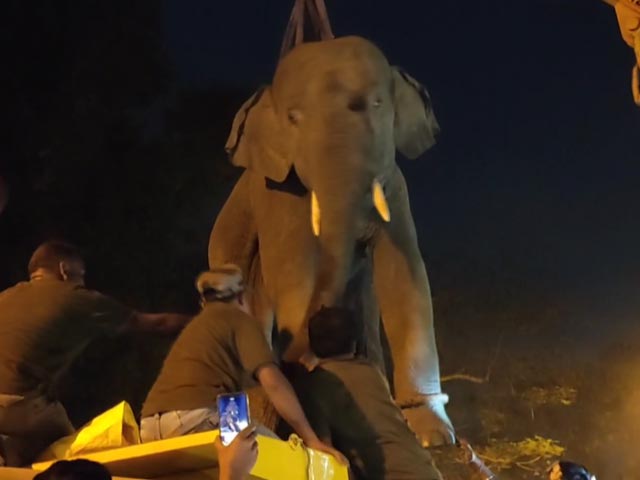 How Forest Officials Rescued An Elephant In Bengal