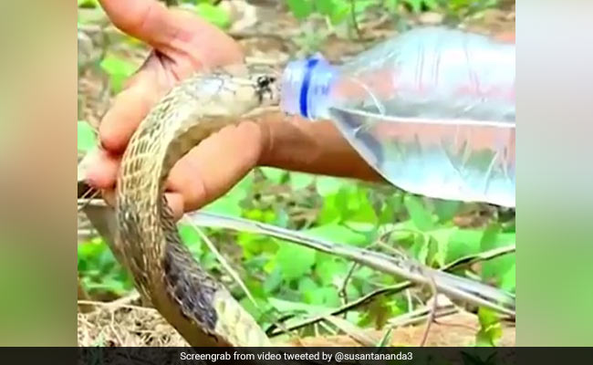 जंगल में प्यासा घूम रहा था Cobra, शख्स लाया बोतल तो यूं गट-गटकर पिया ठंडा पानी... देखें Video