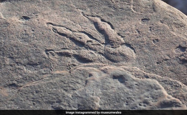 Over 1,000 Of Dinosaur Footprints Found In Small Town In Chile: Report