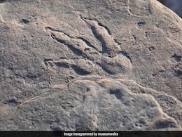 4 साल की बच्ची को समुद्र किनारे दिखे डायनासौर के पैर के निशान, वैज्ञानिकों ने किया यह खुलासा 4 साल की बच्ची को समुद्र किनारे दिखे डायनासौर के पैर के निशान, वैज्ञानिकों ने किया यह खुलासा