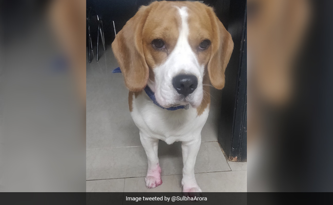 चोरी करते हुए रंगे हाथों पकड़ा गया कुत्ता, तो दिखाई ऐसी मासूमियत, चेहरा देख लोगों ने दिए ऐसे रिएक्शन्स