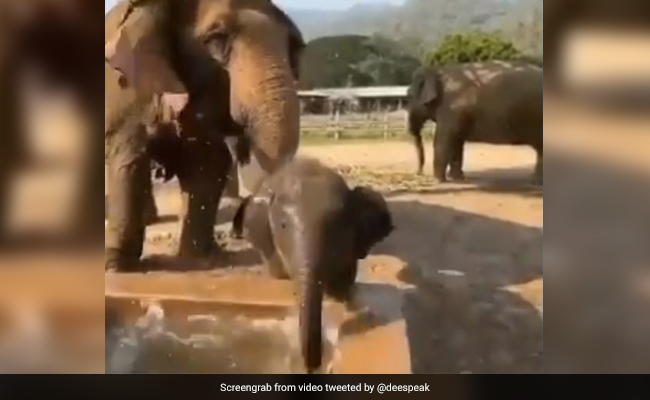 हाथी के बच्चे को समझ नहीं आया क्या करे सूंड से, पानी में धमाधम लगा पटकने- देखें Video