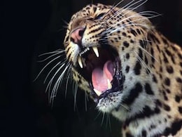 Boy, 10, Killed By Leopard In Madhya Pradesh Village: Forest Official Boy, 10, Killed By Leopard In Madhya Pradesh Village: Forest Official