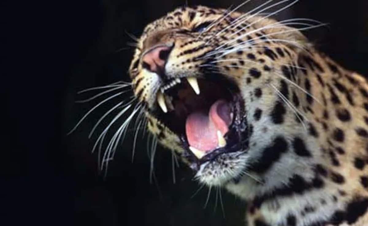 Leopard Mauls 5-Year-Old Girl To Death In J&K's Anantnag