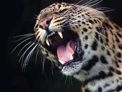 Leopard Mauls 5-Year-Old Girl To Death In J&amp;K's Anantnag