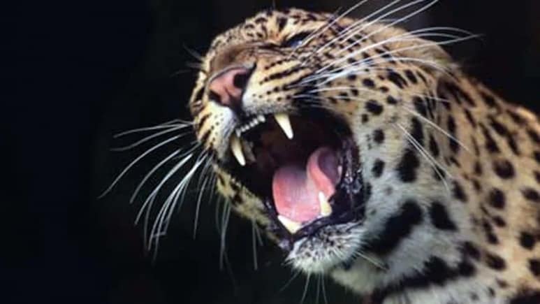 Leopard Mauls 5-Year-Old Girl To Death In J&K's Anantnag