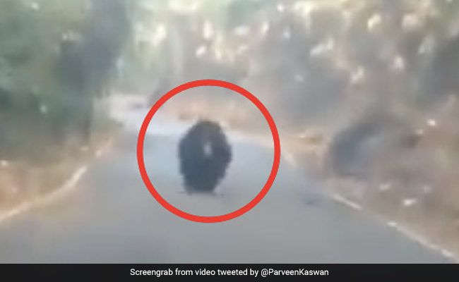 जंगल में बीच सड़क पर दिखा भालू, शख्स ने पीछे दौड़ा दी गाड़ी और फिर... देखें Shocking Video