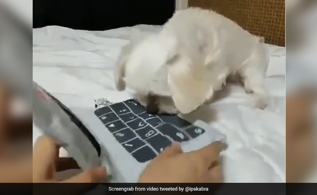 कुत्ते के सामने 'Laptop' पर तेज टाइपिंग कर रहा था शख्स, फिर डॉगी ने किया कुछ ऐसा... देखें मजेदार Video