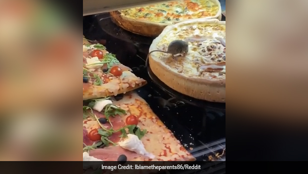 Viral: Shocking Video Of Mice Eating Pizza In Cafe Display Fridge Got Some Hilarious Reactions 