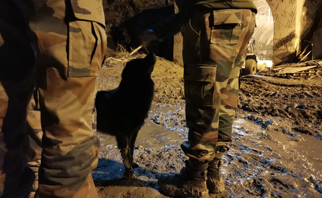 After Uttarakhand Flood Disaster, A Dog Waits For His Caretakers Outside Tunnel