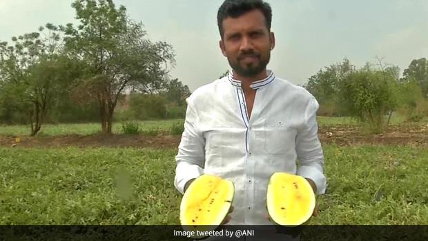 Karnataka Farmer Cultivates Yellow Watermelons, Here's How Twitter Reacted