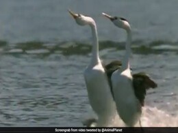 Watch: A Stunning "Courtship Display" On Water For Valentine's Day Watch: A Stunning "Courtship Display" On Water For Valentine's Day