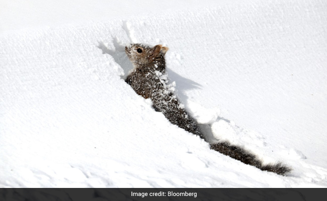 It's So Cold In US That Calves' Ears Are Falling Off