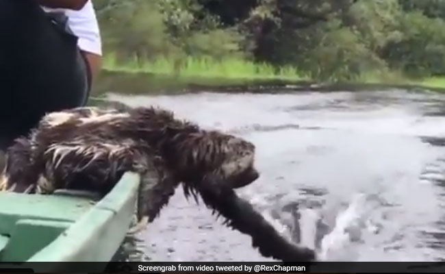 इस अजीबोगरीब जानवर ने ऐसे लिया वॉटर सफारी का मजा, 80 लाख से भी ज्यादा बार देखा गया Video