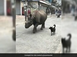 सड़क पर लोगों के बीच अचानक आ गया विशालकाय गैंडा, फिर हुआ कुछ ऐसा, देखकर नहीं होगा यकीन - देखें Video सड़क पर लोगों के बीच अचानक आ गया विशालकाय गैंडा, फिर हुआ कुछ ऐसा, देखकर नहीं होगा यकीन - देखें Video