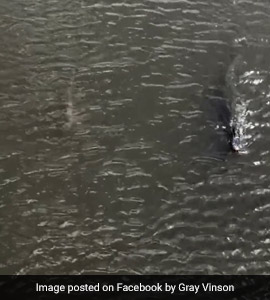 Watch: Shark And Alligator Swim Side By Side In Florida's Indian River Lagoon