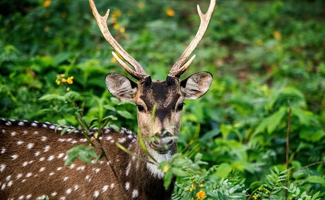 6 Arrested For Allegedly Poaching Spotted Deer In Chhattisgarh