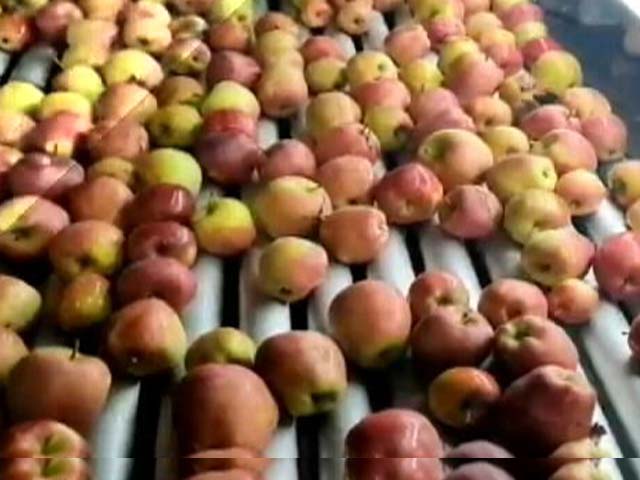 Kashmir Farmers Worried Over Tax-Free Iranian Apples