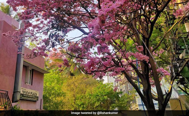 In Pics: Not Japan, This Pink Wonderland Is Bengaluru