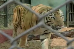 As City Sizzles, Hyderabad Zoo Keeps Animals Cool With Sprinklers, Desert Coolers As City Sizzles, Hyderabad Zoo Keeps Animals Cool With Sprinklers, Desert Coolers