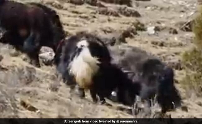 तेंदुए ने याक पर किया खतरनाक Attack, भिड़ गई मां और बचा ली अपने बच्चे की जान - देखें Shocking Video