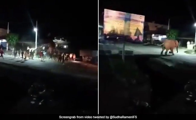 Video Of Huge Crowd Chasing Elephant Sparks Outrage