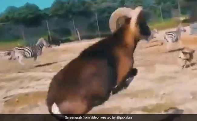 जंगल में दौड़ रहे थे जानवर, नीचे दिखा Drone, तो जानवर ने हवा में उड़कर ऐसे मारी लात - देखें Video