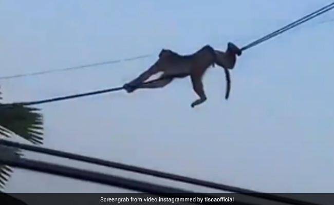 हीरो की तरह एक बिल्डिंग से दूसरे बिल्डिंग यूं पहुंची बंदरों की टोली, टिस्का चोपड़ा ने शेयर किया Video