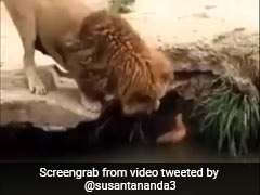 नदी किनारे तैर रही थी बत्तख, तभी आ गया शेर और पंजे से छूकर करने लगा उसे प्यार, वीडियो ने जीता लोगों का दिल- देखें Video