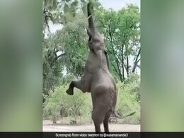 दो पैरों पर खड़े होकर योगा करने लगा हाथी, देखकर हैरान रह गए लोग - देखें Video दो पैरों पर खड़े होकर योगा करने लगा हाथी, देखकर हैरान रह गए लोग - देखें Video