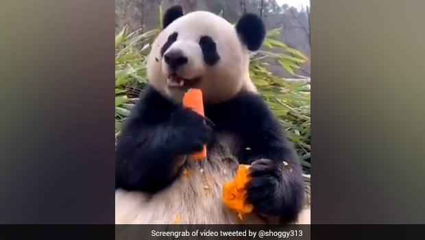 Have You Seen This Cute Video Of Panda Eating Carrot? Watch Here; Don't Miss