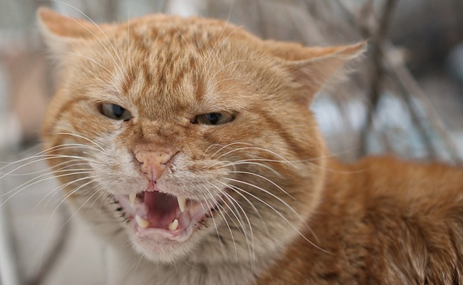 Cat Attacks Pilot, Forcing Plane To Make Emergency Landing
