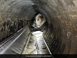 Firefighters Rescue Visually Impaired Dog Stuck In A Pipe Firefighters Rescue Visually Impaired Dog Stuck In A Pipe