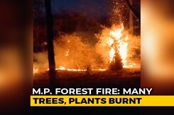 Two Days On, Forest Fire Continues To Rage At Bandhavgarh National Park Two Days On, Forest Fire Continues To Rage At Bandhavgarh National Park
