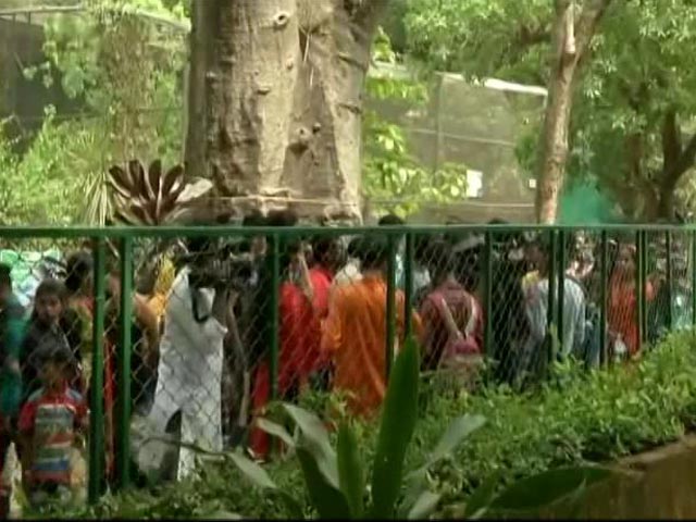 Man Attacked By Lion After Entering Kolkata Zoo Enclosure, Badly Injured